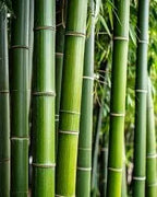 BAMBOO – dyfuzor zapachowy z patyczkami Dyfuzory zapachowe z patyczkami  – By Velcheva