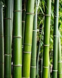 BAMBOO – dyfuzor zapachowy z patyczkami Dyfuzory zapachowe z patyczkami  – By Velcheva