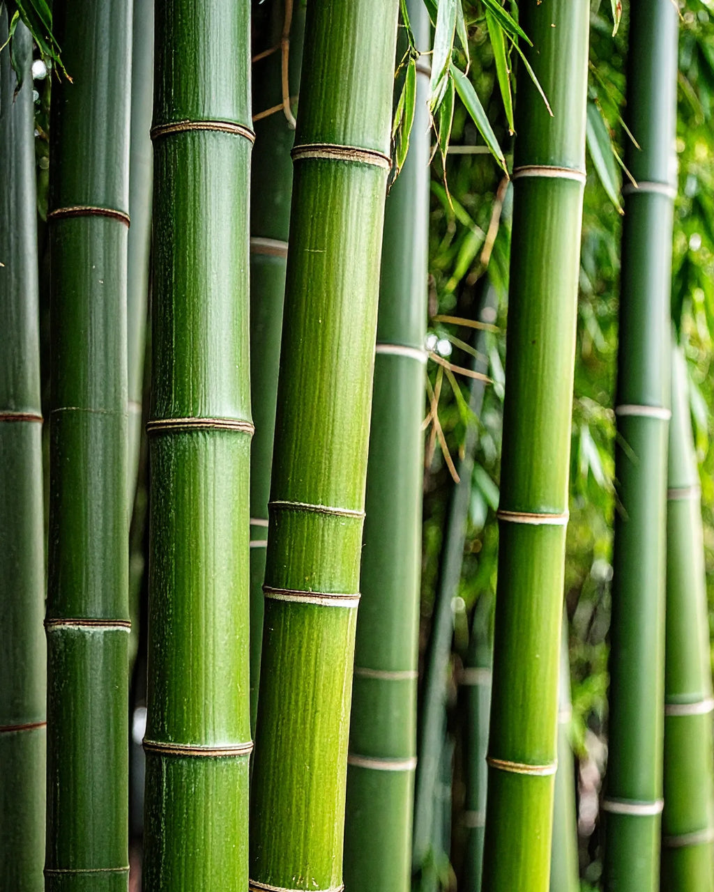 BAMBOO – perfumy do wnętrz Perfumy do wnętrz  – By Velcheva