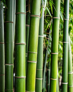 BAMBOO – spray do tekstyliów Spray do tkanin  – By Velcheva