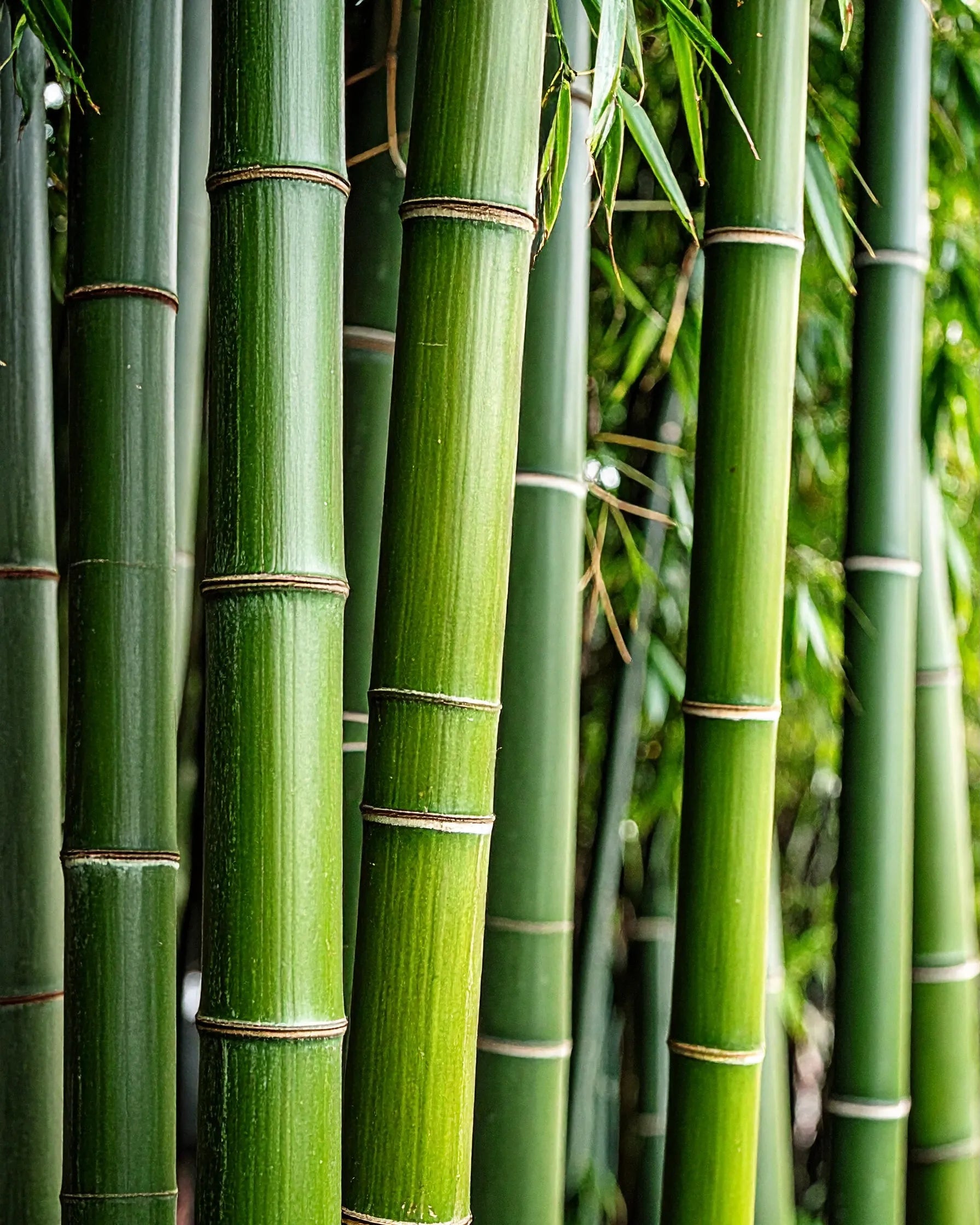 BAMBOO – świeca zapachowa Świece zapachowe  – By Velcheva